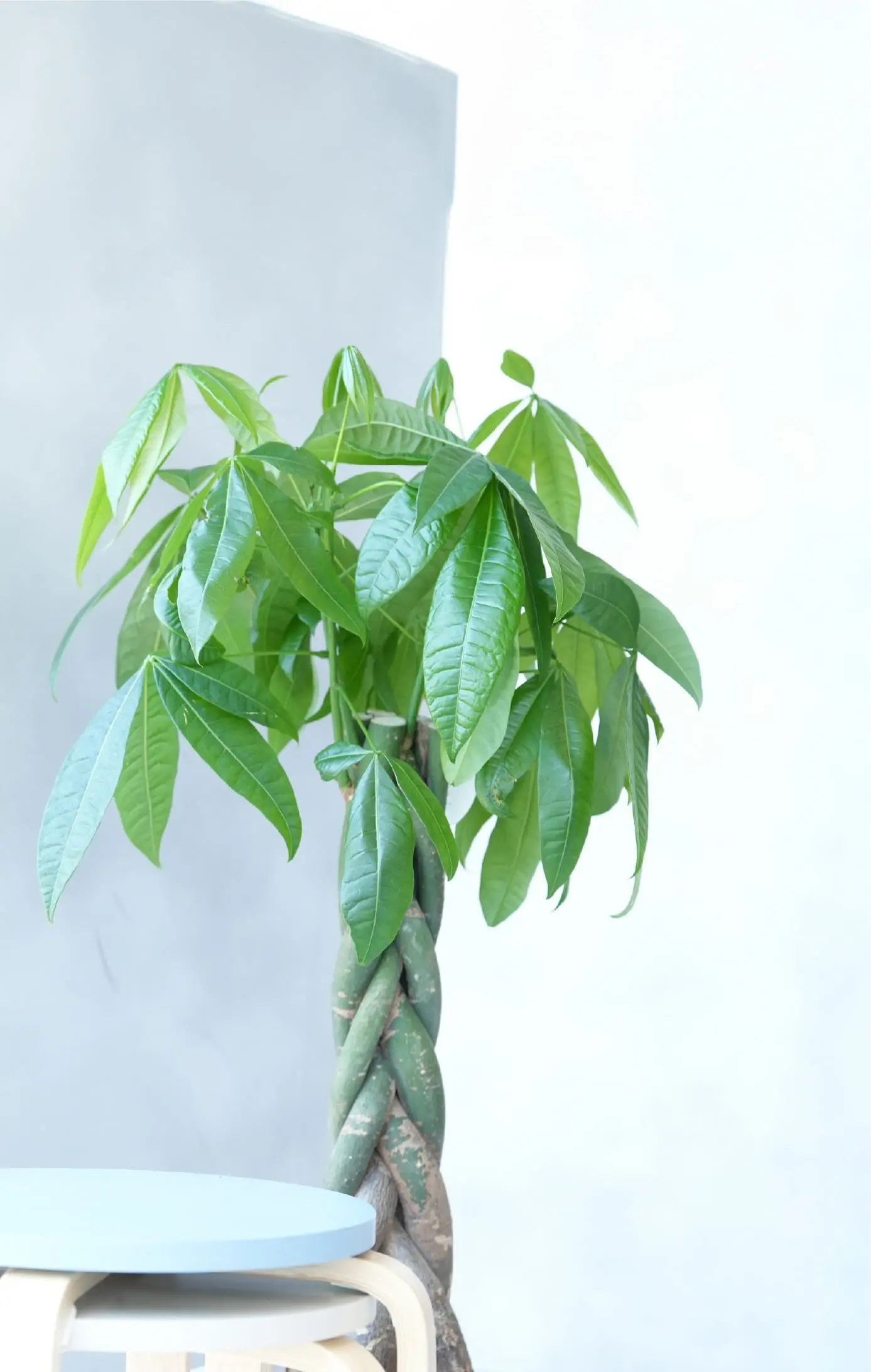 植物の画像